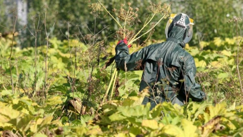 В Рузском округе борщевик занял более 3,5 тысяч гектаров земли