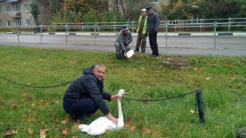 Лебеди из пруда в Рузе будут зимовать в Волоколаском районе