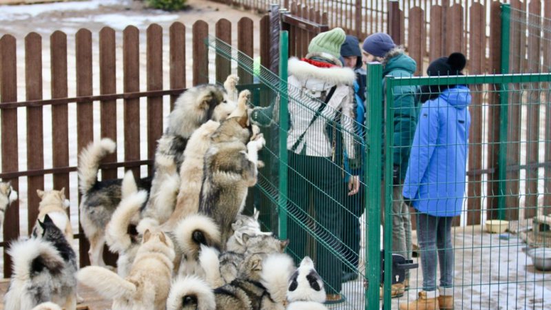 Парк «Рузская Аляска» включат в туристический маршрут