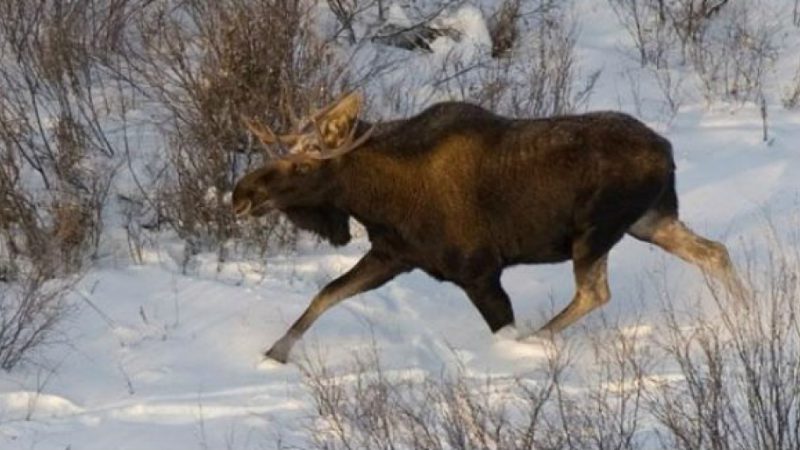 В Рузском округе охотятся браконьеры