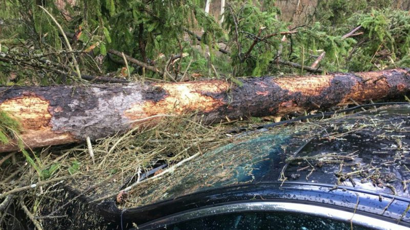 Свыше 1,4 тыс. поваленных ураганом деревьев за сутки сняли с проводов в Подмосковье