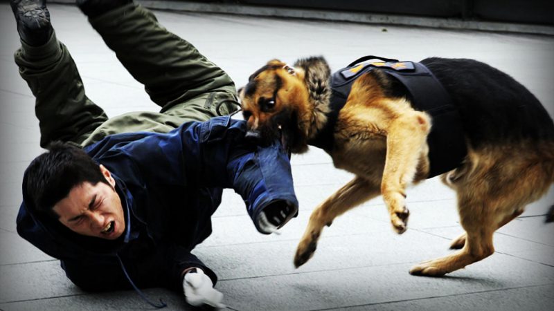 Административная комиссия Рузского округа начнет штрафовать владельцев собак