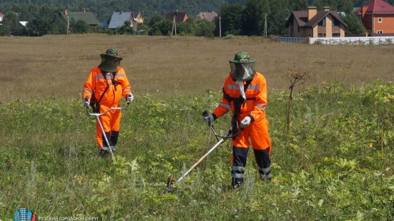 Борщевик в Рузском городском округе будет уничтожен на территории более 4 тысяч гектаров