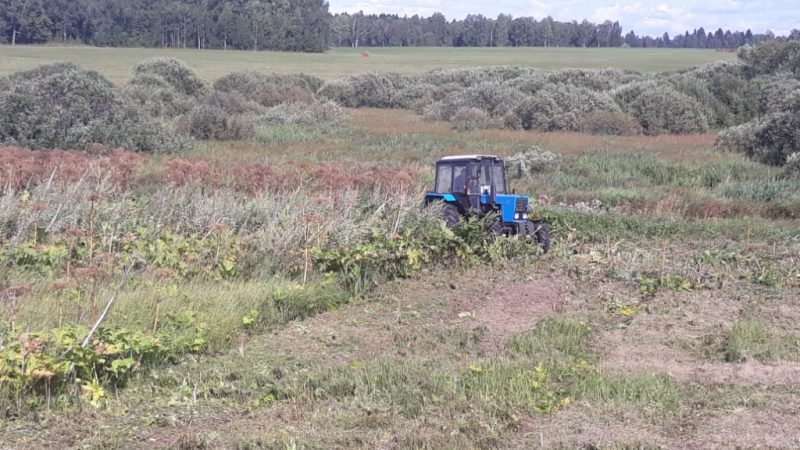 В четырех населенных пунктах Рузского округа идет борьба с борщевиком