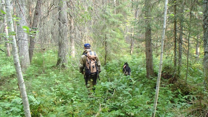 В Рузском городском округе спасли заблудившуюся в лесу местную жительницу благодаря оперативной работе Системы-112