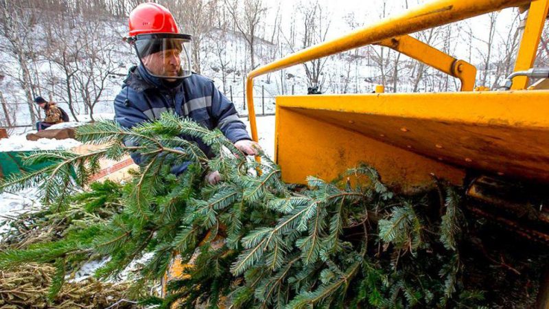 Более 20 площадок для сбора и утилизации живых елей оборудуют в Рузском городском округе