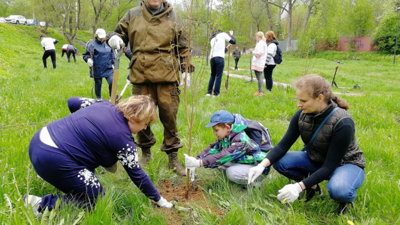 В Рузе продолжается акция «Лес Победы. Посади свое дерево»