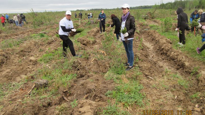 В Рузском городском округе прошла акция «Лес Победы»