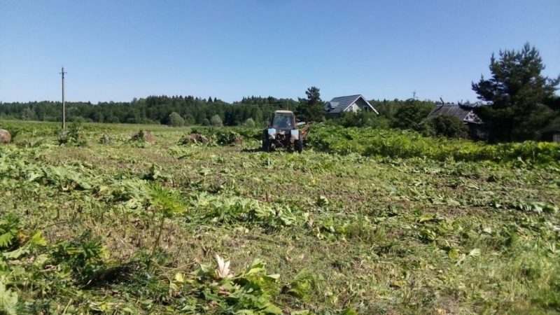 В Рузском городском округе ведется ежедневная борьба с борщевиком