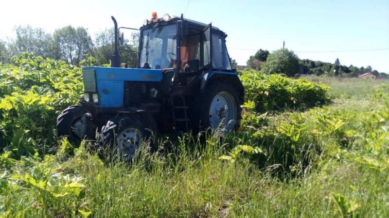 15 миллионов рублей выделено на борьбу с борщевиком в Рузском городском округе