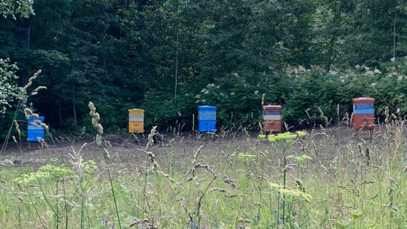 В Скиту во имя «Всецарицы» появится своя пасека