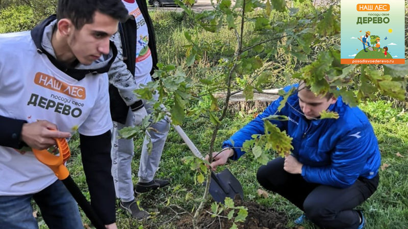 В парке «Лукоморье» в Рузе участники акции «Наш лес. Посади свое дерево» высадили молодые дубы