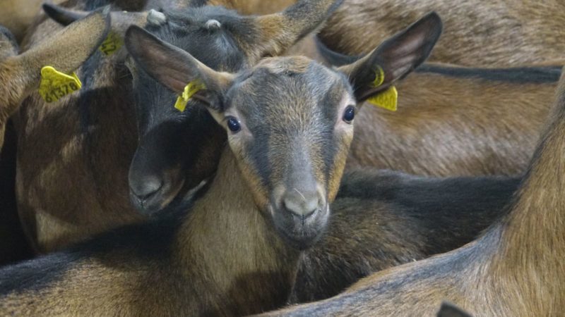 В Рузском городском округе построят животноводческий комплекс с сыродельней и дегустационным залом