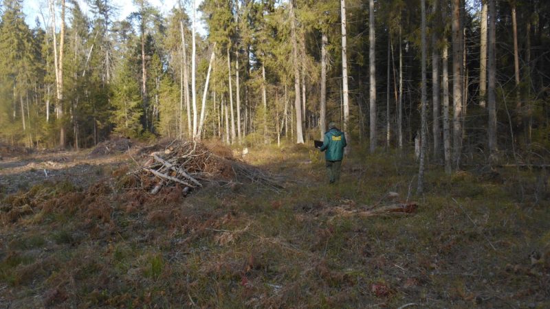 Закончена санитарная рубка леса около деревни Ватулино