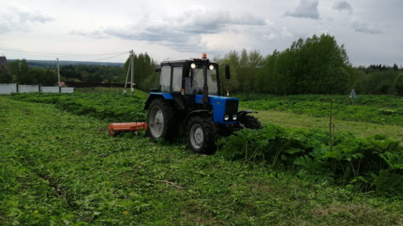 В Рузском округе уничтожают борщевик