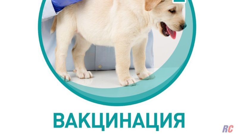 Ружанам рассказали, где и когда будет проходить вакцинация домашних животных