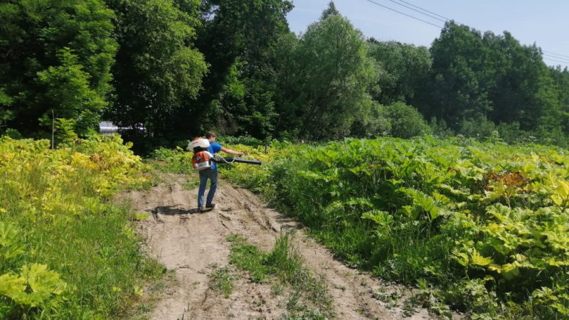 В Рузском округе обрабатывают территории от борщевика