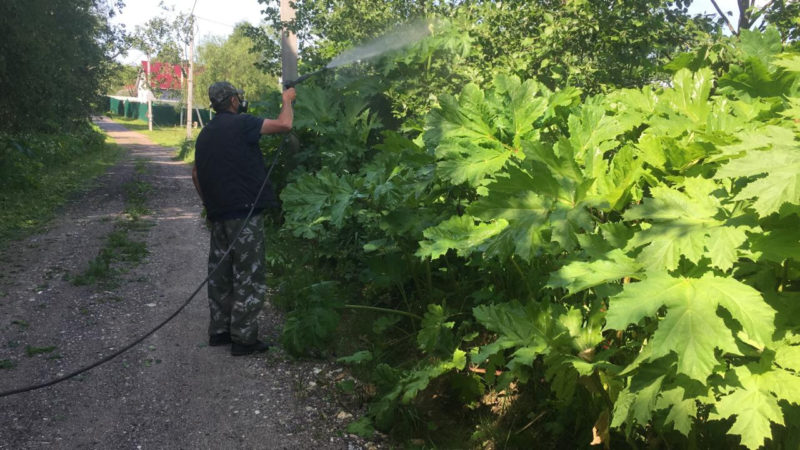 В Рузском округе составлен график борьбы с борщевиком