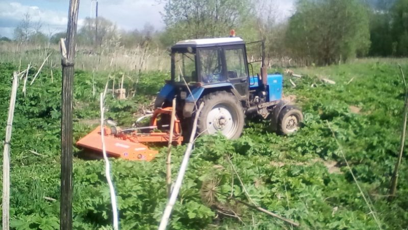 В Рузском округе продолжается борьба с борщевиком