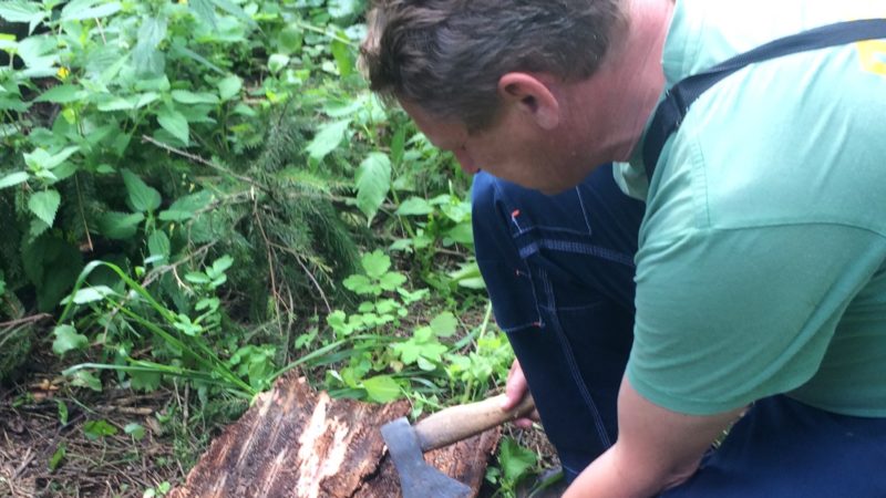 Рузские лесничие готовят зараженные вредителями участки леса к санитарным рубкам