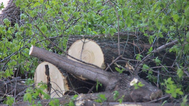 В Рузском округе убирают сухостой