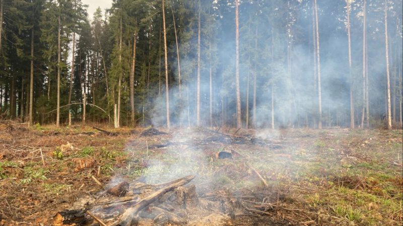 В Рузском округе лесники сжигают порубочные остатки