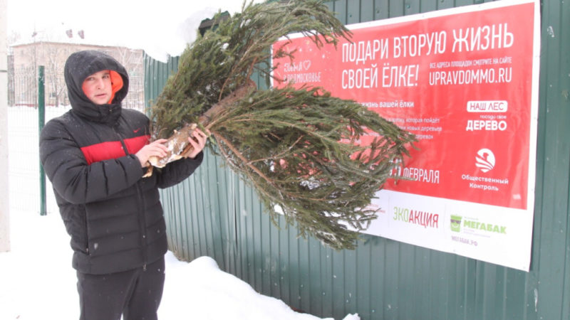 Ружане сдают елки в пункты приема