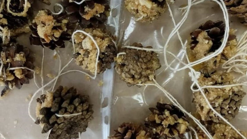 Никольские школьники приготовили угощение для пернатых