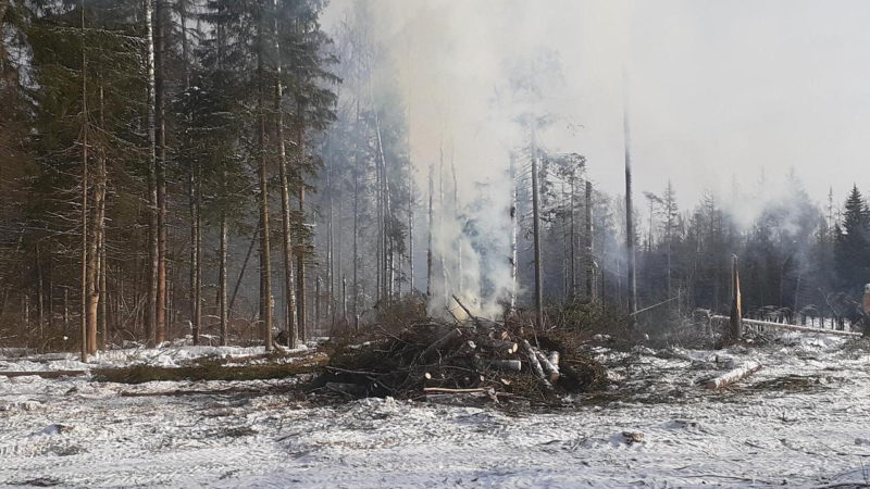 Рузские леса очищают от сухостоя