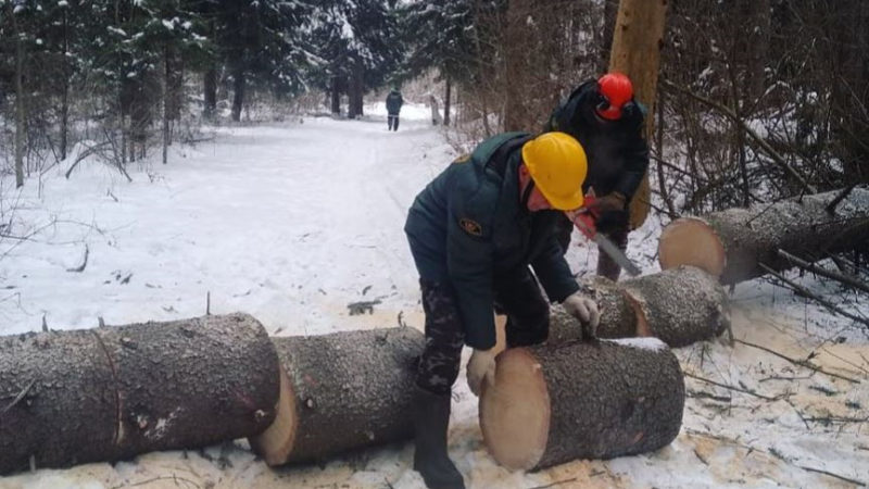 Лесники убрали в Тучково поваленные деревья