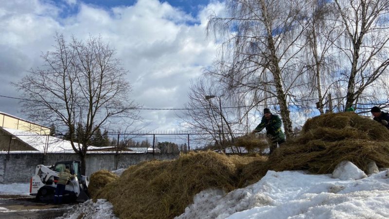 В Рузском округе замедляют рост сеянцев сосны и ели