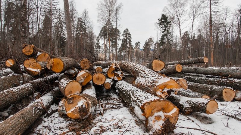 В Рузском округе возбуждено уголовное дело по факту незаконной вырубки лесных насаждений