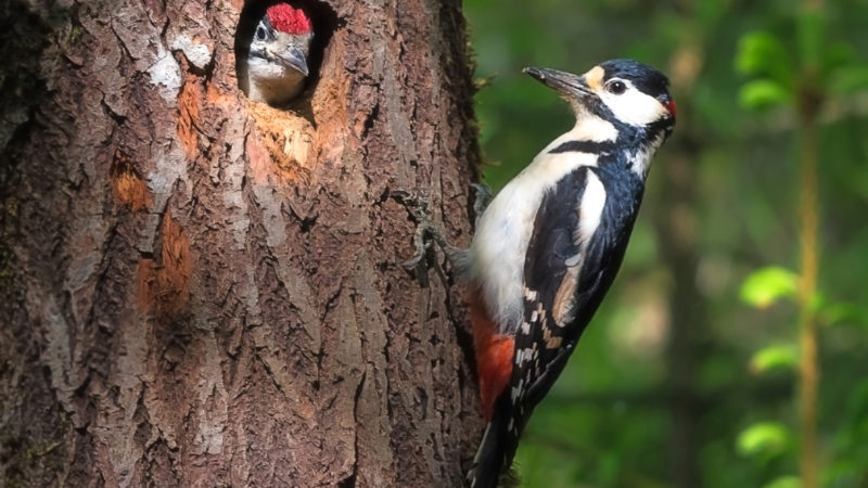 Ружан приглашают на виртуальную фотовыставку