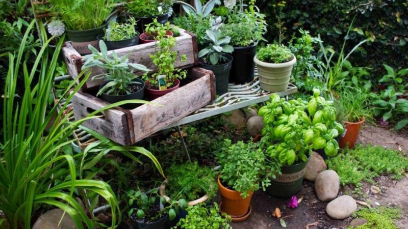 Лидинская библиотека: о пользе огородных растений