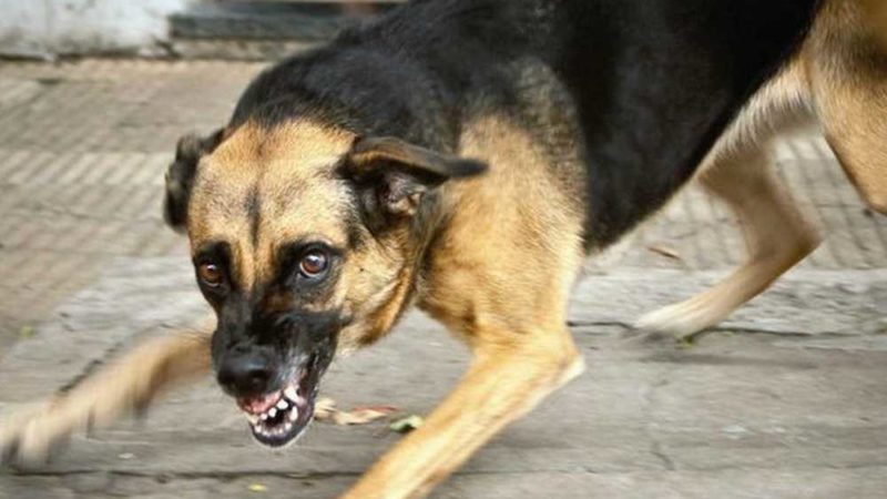 Ружанам рассказали о резком снижении количества случаев бешенства