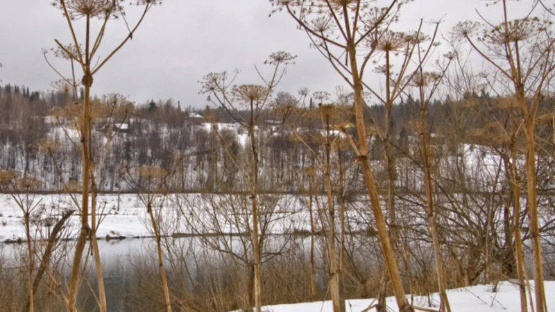 В Рузском округе для выявления борщевика осмотрят более 1600 участков