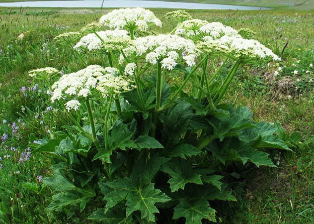 График обработки борщевика Сосновского в Рузском округе в 2021 году