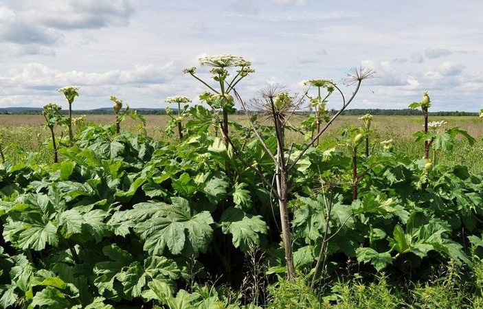 В Рузском округе  проверят 1,5 тысячи участков