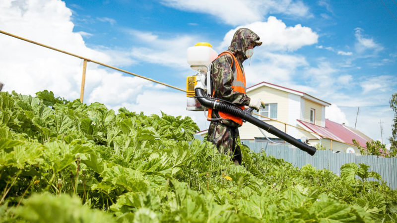 В Рузском округе сельхозпредприятия уничтожают борщевик химическим способом