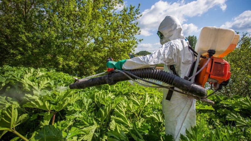 В Рузском округе уничтожают борщевик на землях агрохолдинга