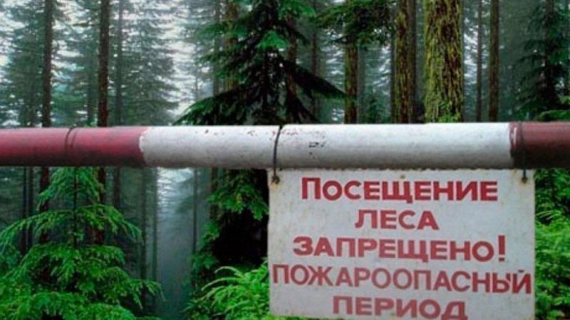 В Рузском округе усилен контроль в лесах