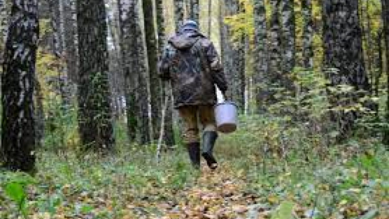 В Рузском округе нашли потерявшегося грибника