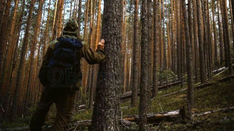 В Рузском округе нашли заблудившегося грибника