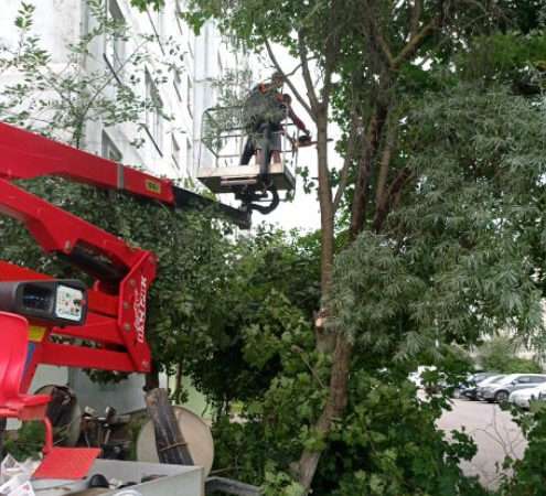 В Рузском округе кронируют деревья