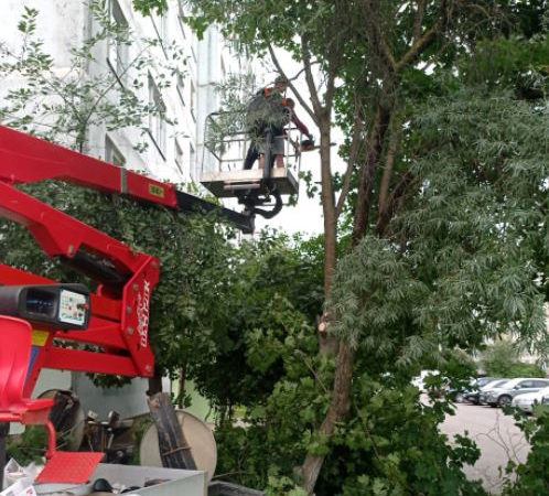 В Рузском округе кронируют деревья