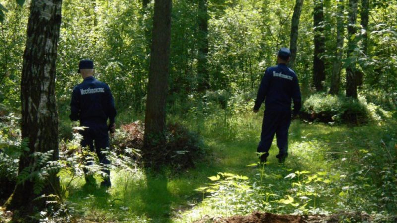 В Рузском округе вывели из леса грибников