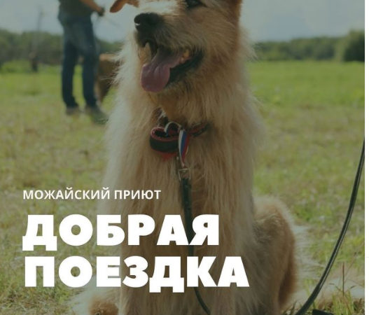 Ружан приглашают на праздник в Можайский приют для бездомных животных