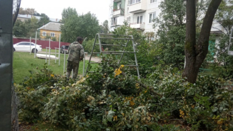 В Рузском округе кронируют деревья