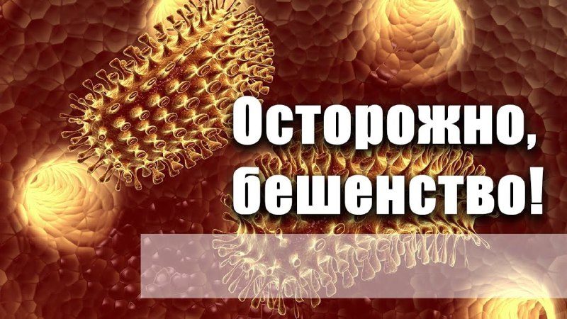 Внимание: в Рузском округе выявлено бешенство у домашнего животного