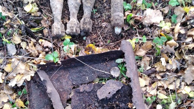 В Рузском округе обнаружили мины и снаряд